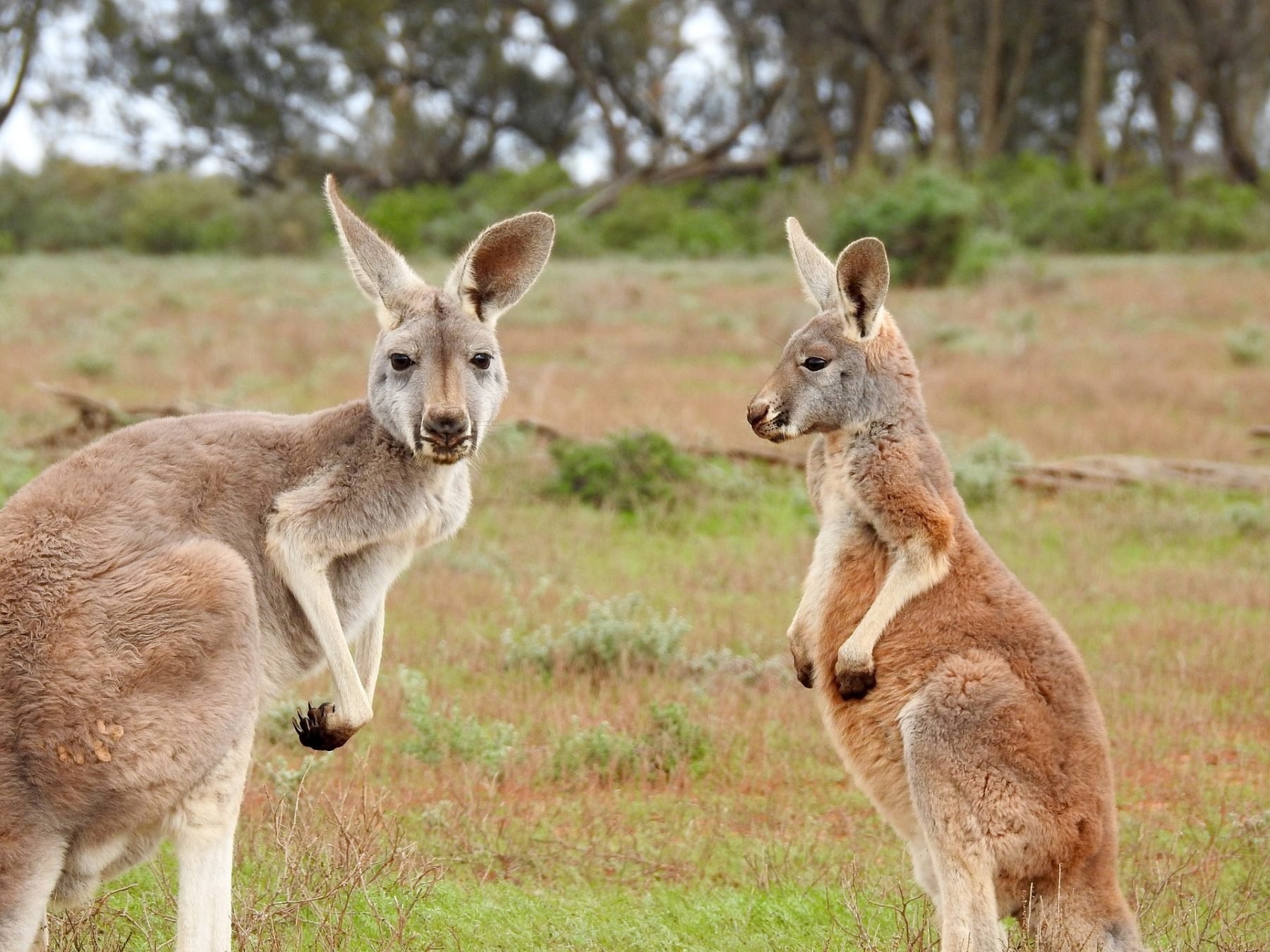 4 Reasons Australian English is Unique