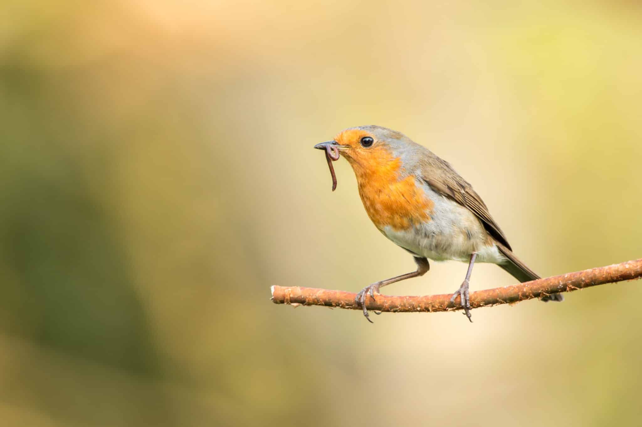 The Early Bird Advantage: Preparing Language Services for Fall Outreach